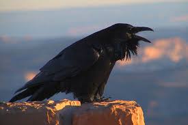 CROWS AND RAVENS: THE CORVI OF MYTHOLOGIES, SUPERSTITIONS AND SPIRIT ANIMALS