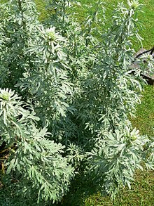 Wormwood cut 1oz (Artemisia absinthium)