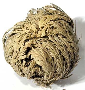 Rose Of Jericho single pack or 6 pack